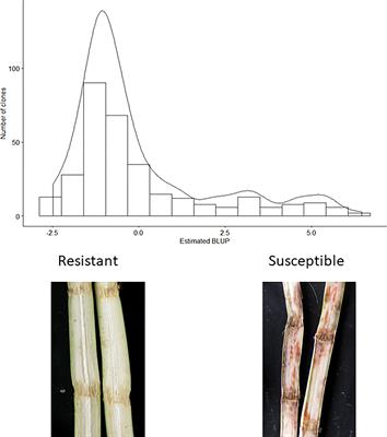 Combining genomic selection with genome-wide association analysis identified a large-effect QTL and improved selection for red rot resistance in sugarcane